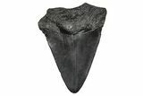 Juvenile Megalodon Tooth - South Carolina #340748-1